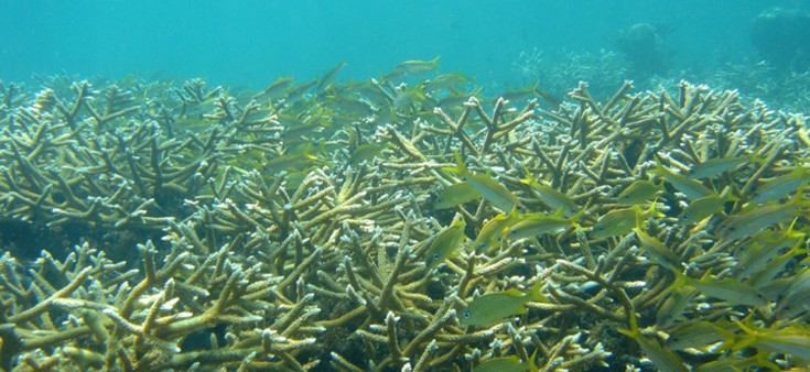 鹿角珊瑚——735×338