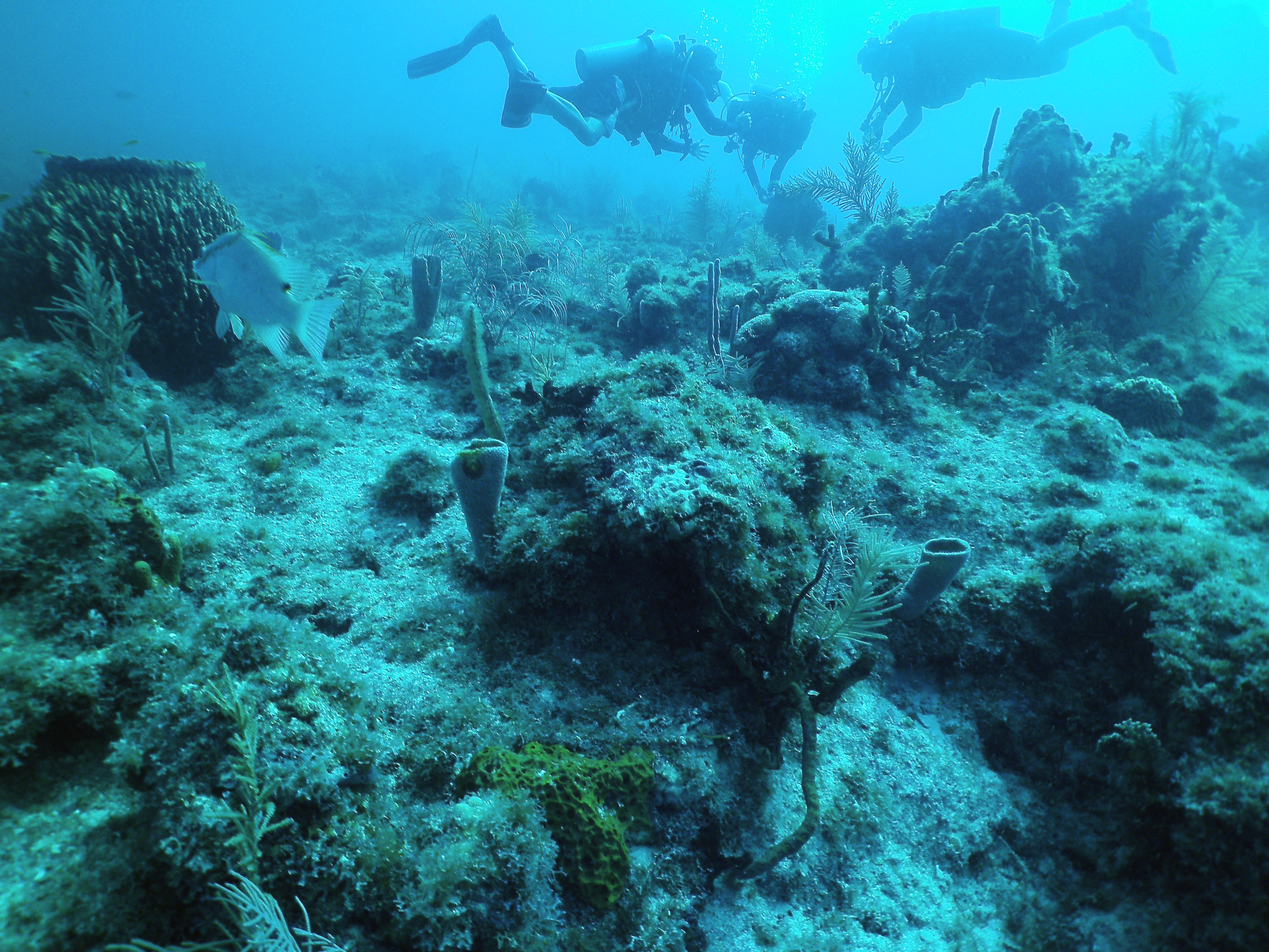 珊瑚礁生态系统4