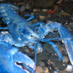 刚脱壳的蓝龙虾(1)