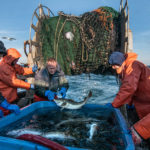 上尉凯文•诺顿中心Scituate-based商业渔船“洋基玫瑰”把刚抓大西洋鳕鱼进一个蓄水池,生物学家杰夫•尼伯恩(左一)甲板水手格雷格·库克,大自然保护协会的克里斯·麦奎尔和SMAST / UMass-Dartmouth研究员道格泽(右)在自己的研究之旅在诺顿的船。照片由约翰·克拉克Russ大自然保护协会