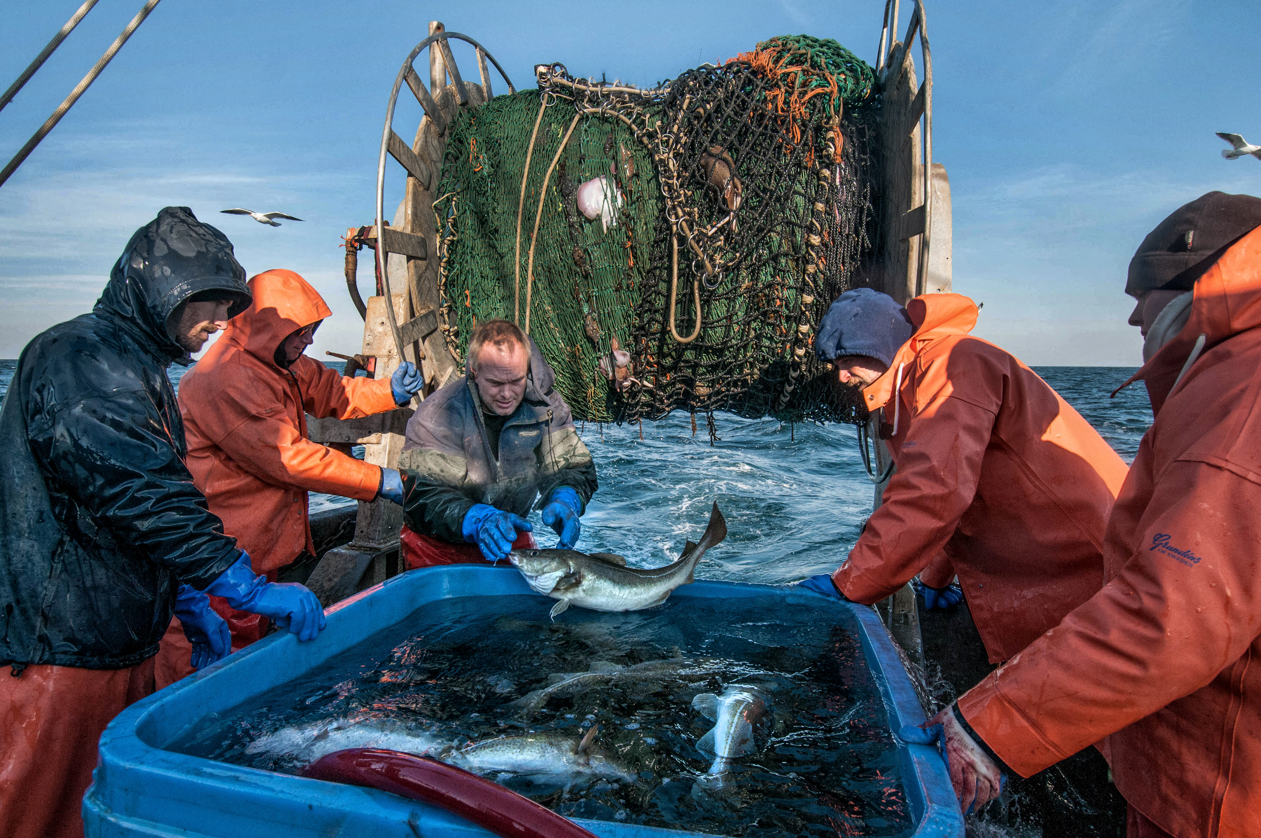 上尉凯文•诺顿中心Scituate-based商业渔船“洋基玫瑰”把刚抓大西洋鳕鱼进一个蓄水池,生物学家杰夫•尼伯恩(左一)甲板水手格雷格·库克,大自然保护协会的克里斯·麦奎尔和SMAST / UMass-Dartmouth研究员道格泽(右)在自己的研究之旅在诺顿的船。照片由约翰·克拉克Russ大自然保护协会