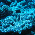 一个蓝色的珊瑚礁