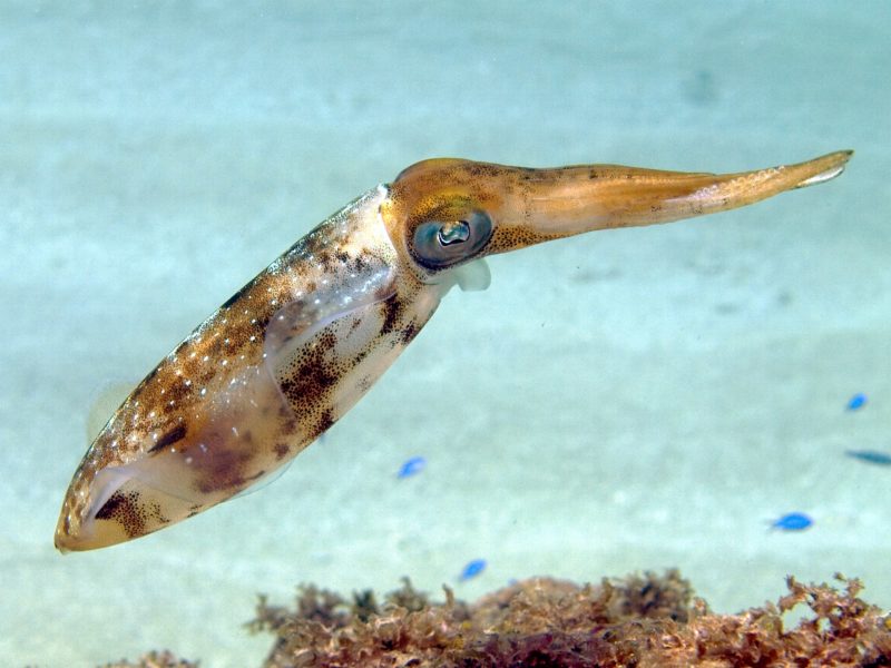2880年px-sepioteuthis乌贼目(加勒比海珊瑚礁鱿鱼)