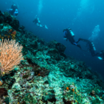 潜水员从三个海洋项目探索岩石礁在科伊巴岛国家公园,巴拿马。图片由东北大学的蒂姆·布里格斯raybet雷竞技雷竞技app最新版
