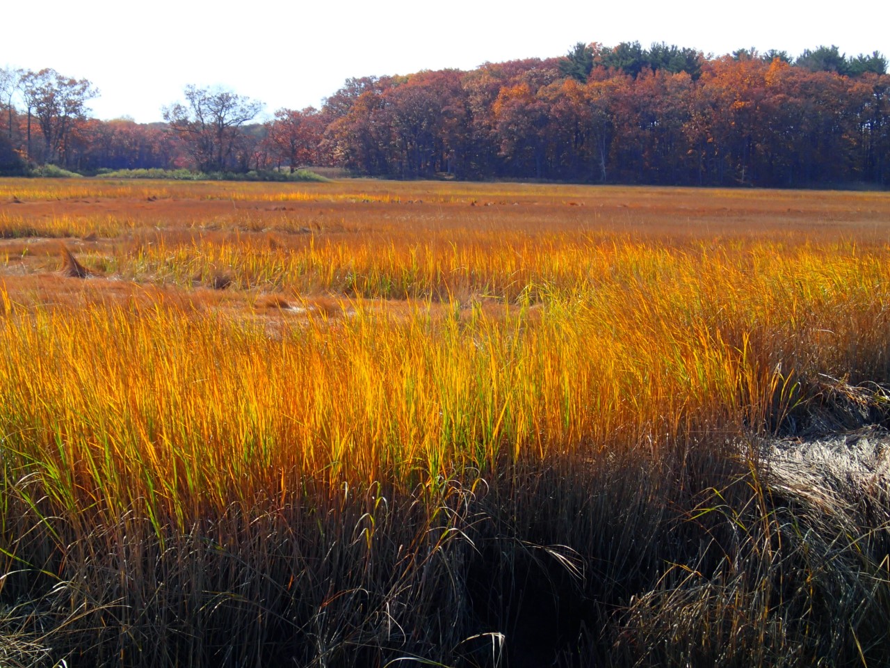 秋天盐沼的颜色说明了每年发生的大量的周转和分解