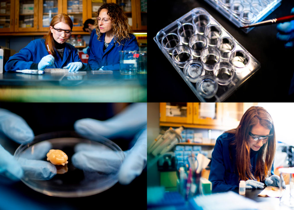 【右上】心理学副教授希瑟·布伦豪斯(右)正在观看博士生凯尔西·吉尔达维(Kelsea Gildawie)清理老鼠大脑切片。[右下]博士生劳伦·格拉纳塔在希瑟·布伦豪斯的实验室里研究老鼠的大脑。摄影:Ruby Wallau/东北大学raybet雷竞技雷竞技app最新版