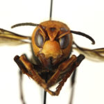 这2019年12月30日华盛顿州农业部提供的照片显示了一个死去的亚洲巨人大黄蜂在实验室在奥林匹亚,洗。它是世界上最大的大黄蜂,一个2英寸长的杀手对蜜蜂。由一些被称为“谋杀”大黄蜂,昆虫有刺痛,可能是致命的人类。美联社照片由Quinlyn Baine /华盛顿国务院