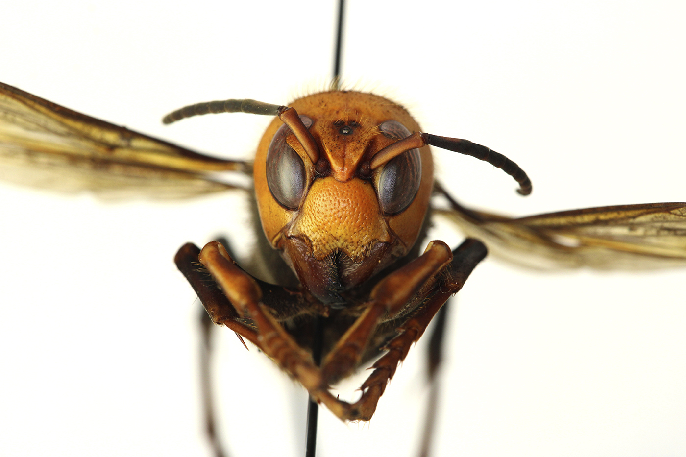 这2019年12月30日华盛顿州农业部提供的照片显示了一个死去的亚洲巨人大黄蜂在实验室在奥林匹亚,洗。它是世界上最大的大黄蜂,一个2英寸长的杀手对蜜蜂。由一些被称为“谋杀”大黄蜂,昆虫有刺痛,可能是致命的人类。美联社照片由Quinlyn Baine /华盛顿国务院