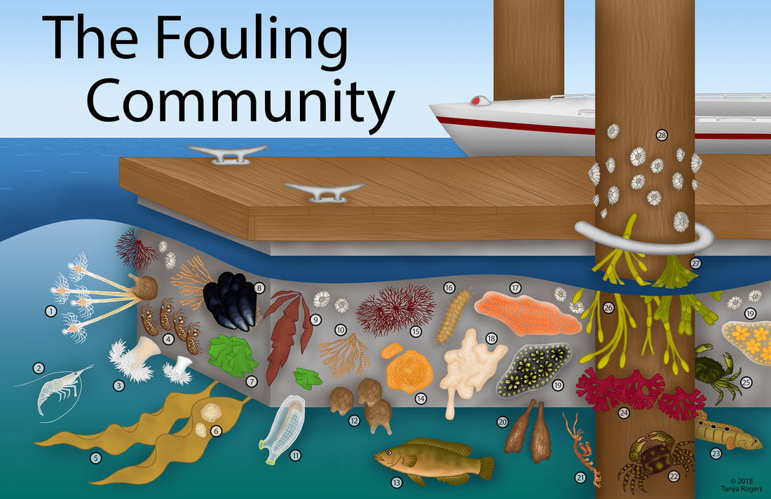 fouling-color-smaller源自