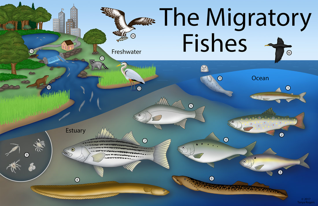 migratory-fishes-color-smaller源自