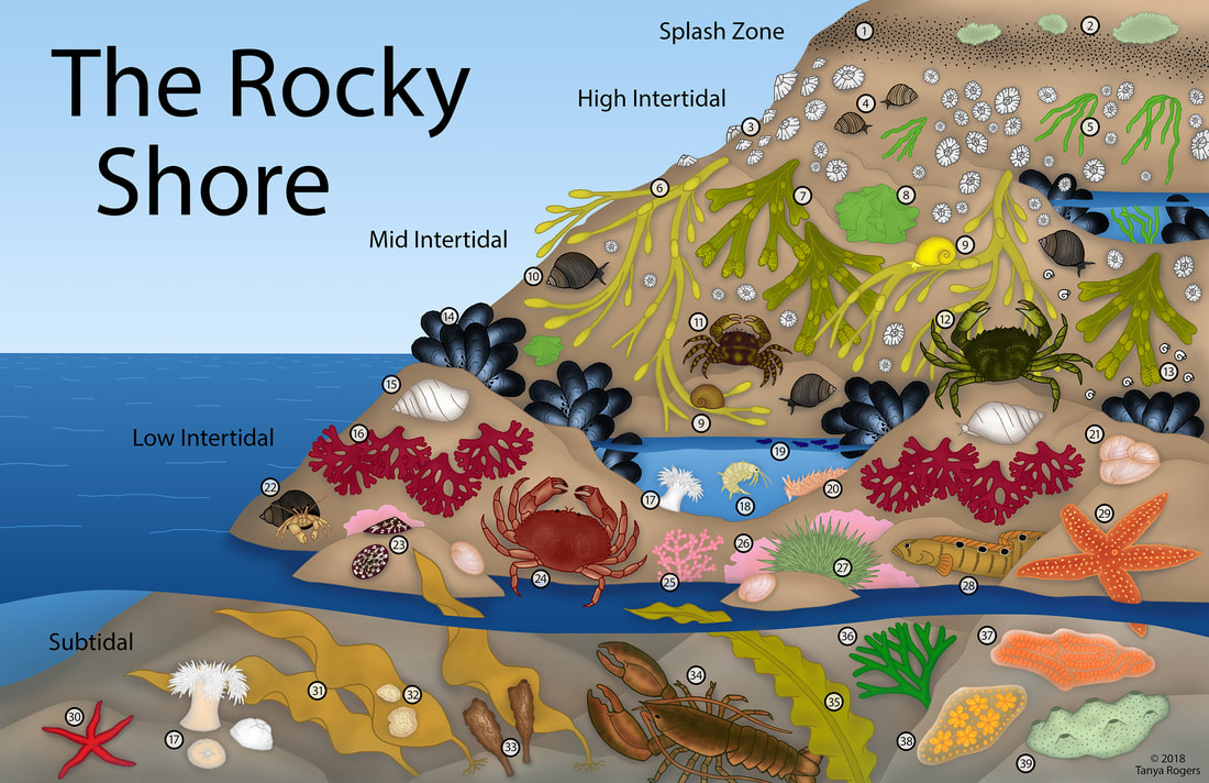 rocky-shore-color-update-smaller源自