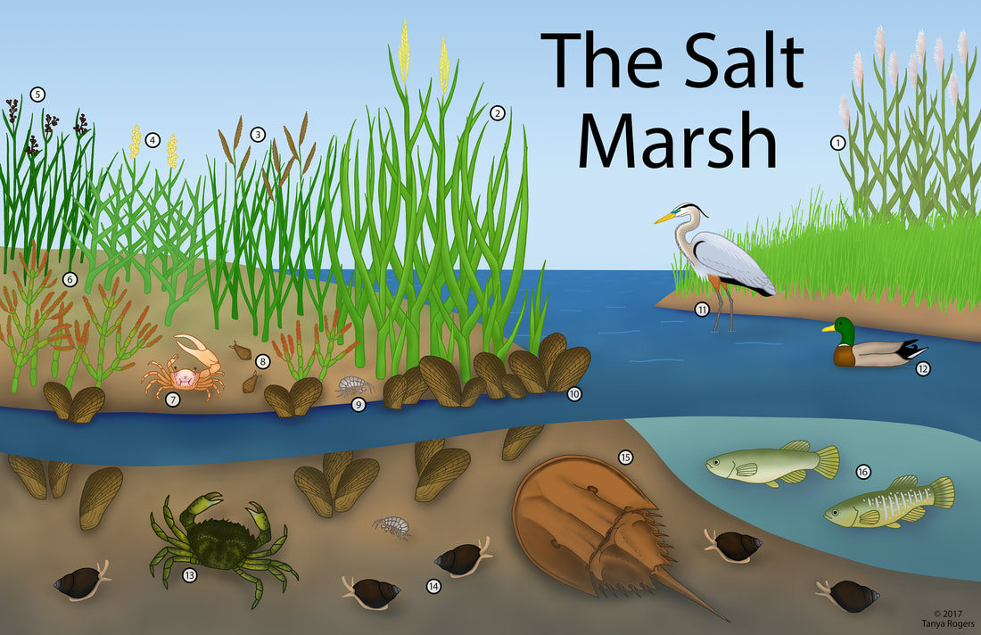 salt-marsh-color-smaller源自(1)