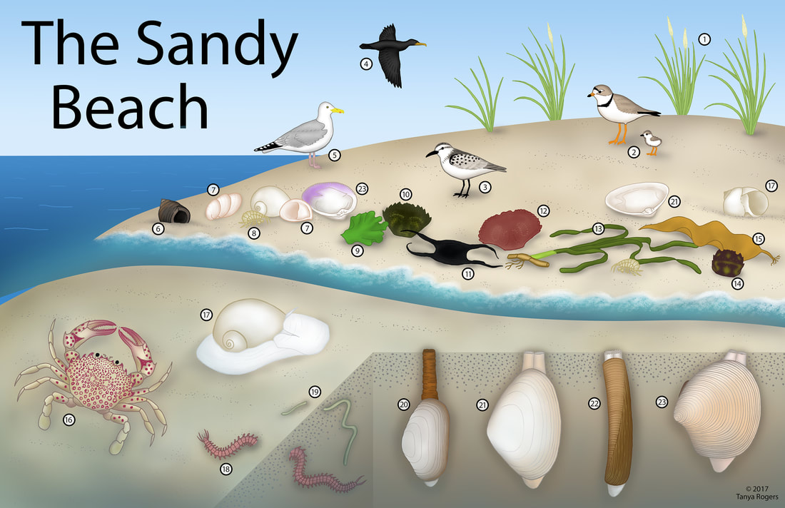 sandy-beach-color-smaller源自