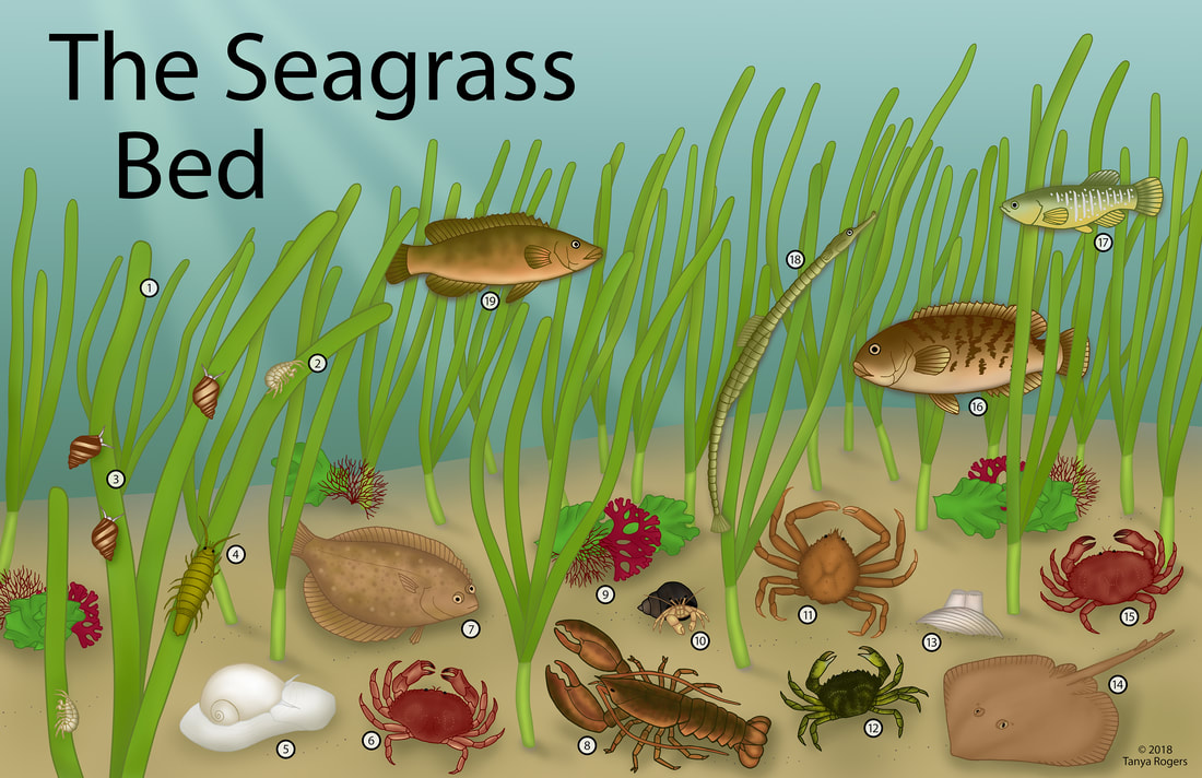 seagrass-color-smaller源自