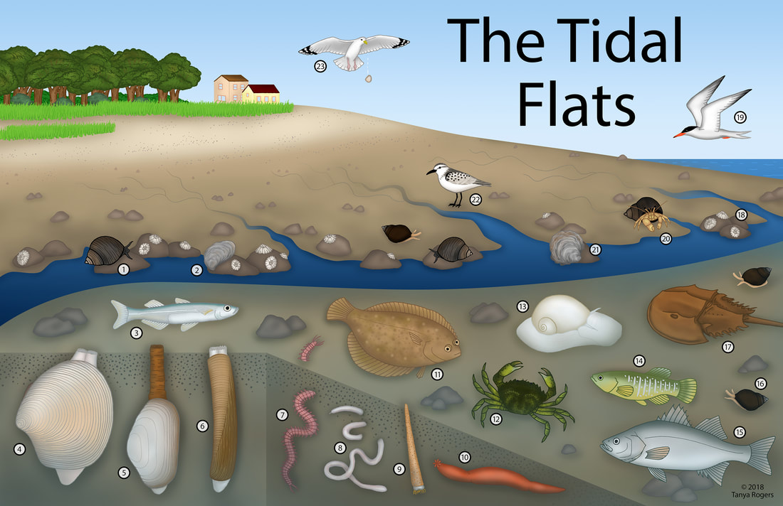 tidal-flats-color-smaller源自(1)