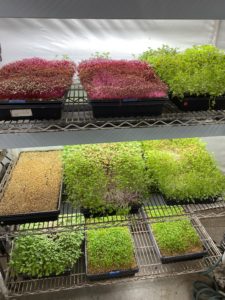 一排排绿色、红色和黄色的植物生长在一个钢架子上