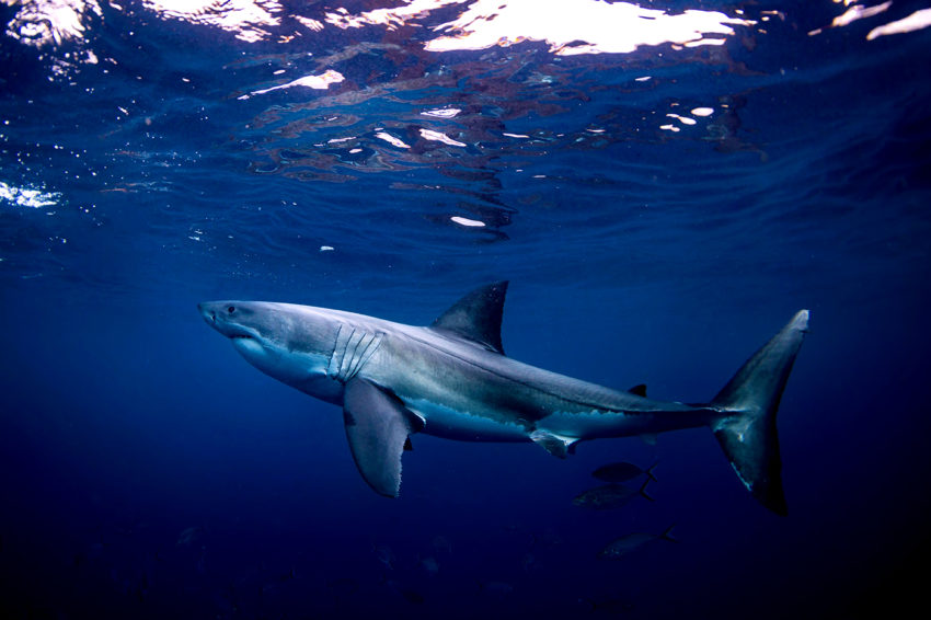 大白鲨在深蓝色的水中游泳