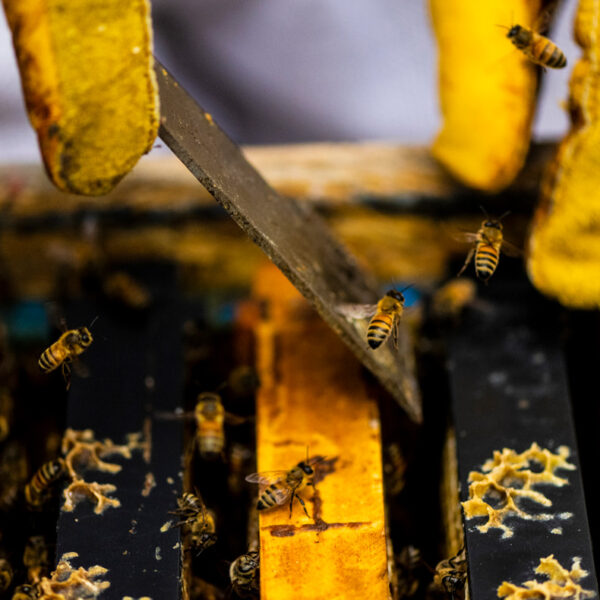 凯瑟琳决定她合作社与最好的蜜蜂公司倾向于蜂箱在波士顿的私人住宅