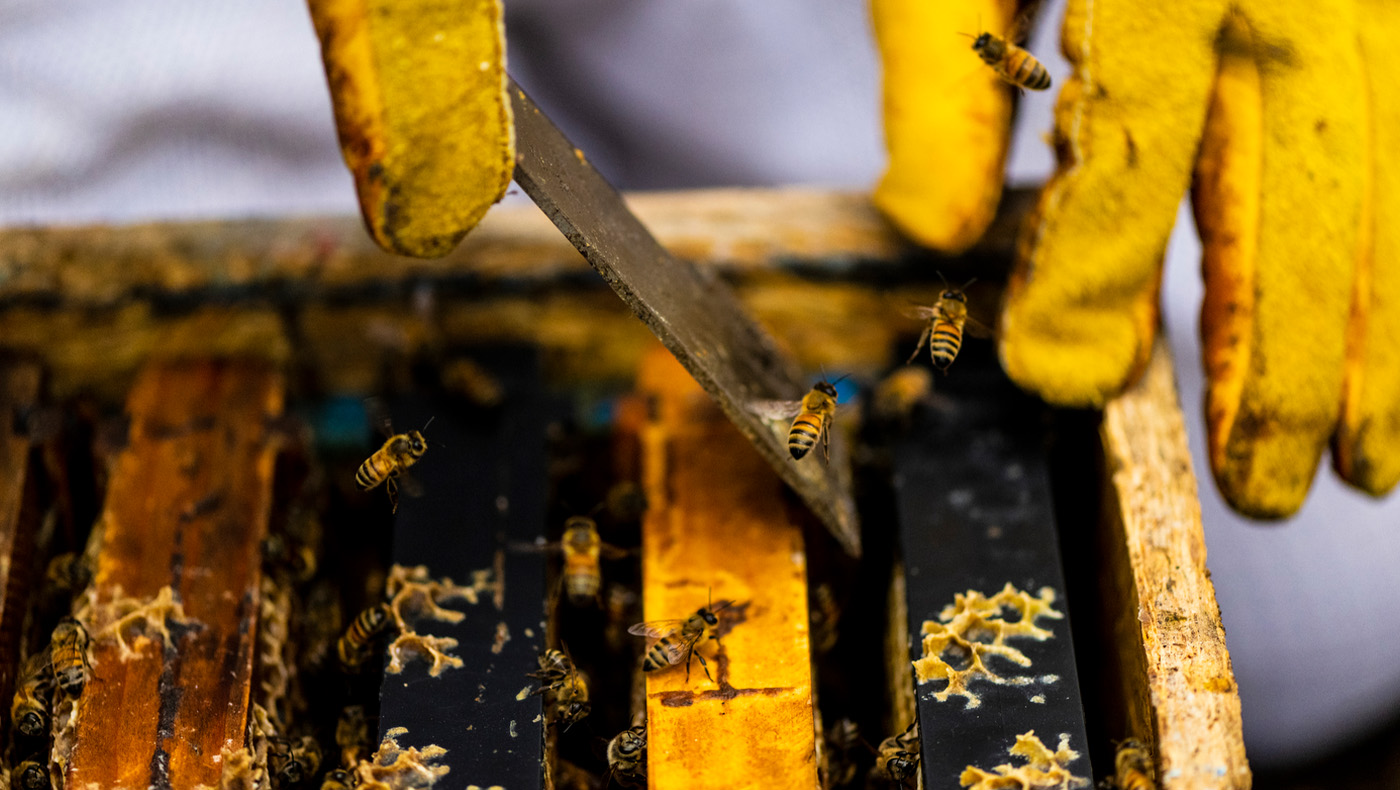 凯瑟琳决定她合作社与最好的蜜蜂公司倾向于蜂箱在波士顿的私人住宅