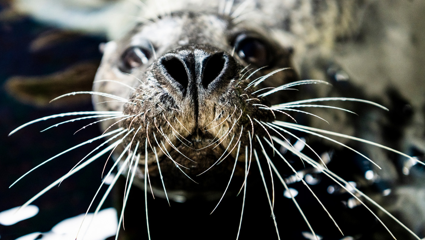 麻斑海豹游到相机东北部一个铀浓缩活动期间学生伊莎贝拉•韦尔奇在她合作社在波士顿的新英格兰水族馆。