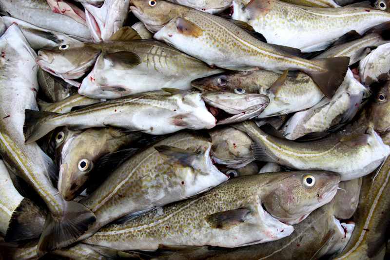 缅因湾的鳕鱼可以根据它们产卵的时间分为两个基因不同的亚群。iStock照片