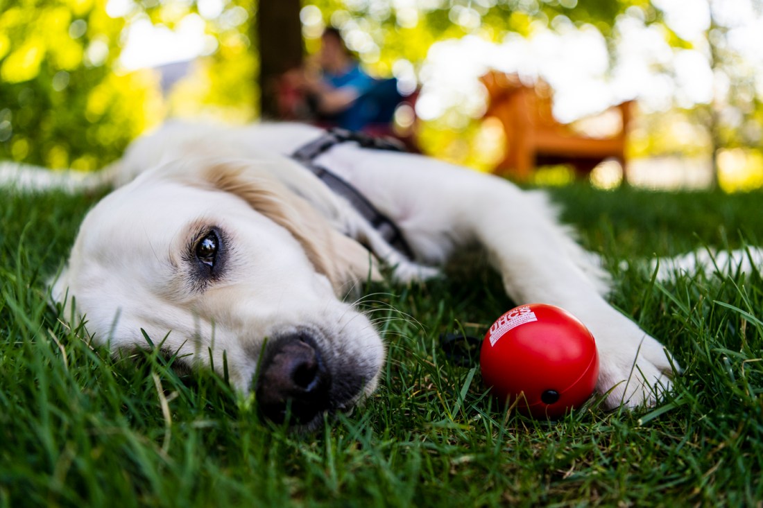 库珀躺在草坪上 红球望向摄像头镜头