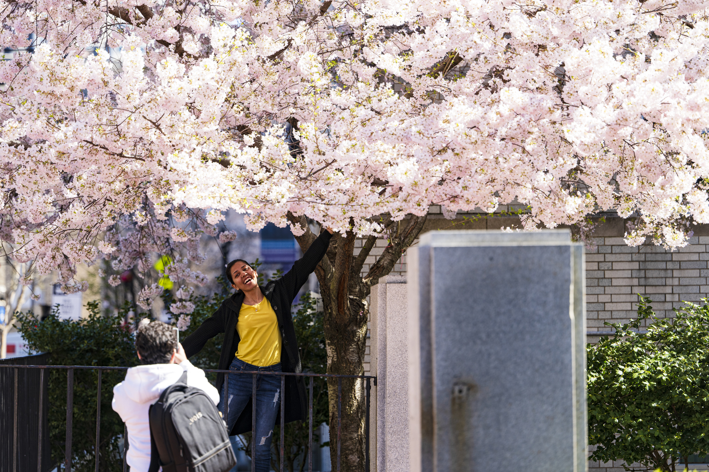 学生在树下装相片 满盛樱花