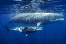 两头精鲸游泳 水下照相