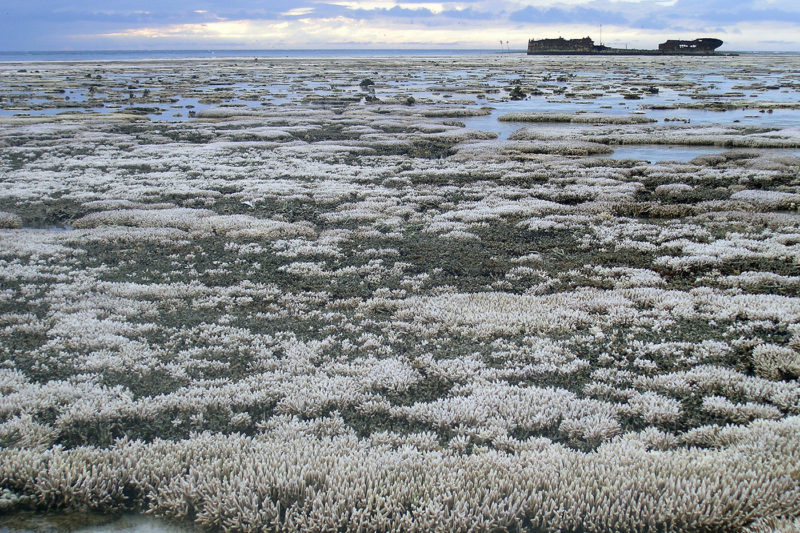 大堡礁漂白衔接器”珍贵的资源,”研究人员说