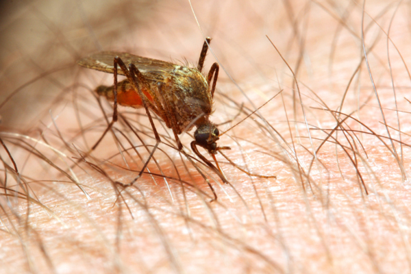经济学研究促进疟疾检测