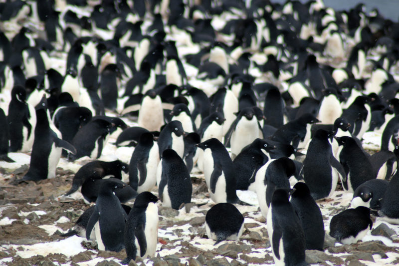 无人机统计企鹅数量