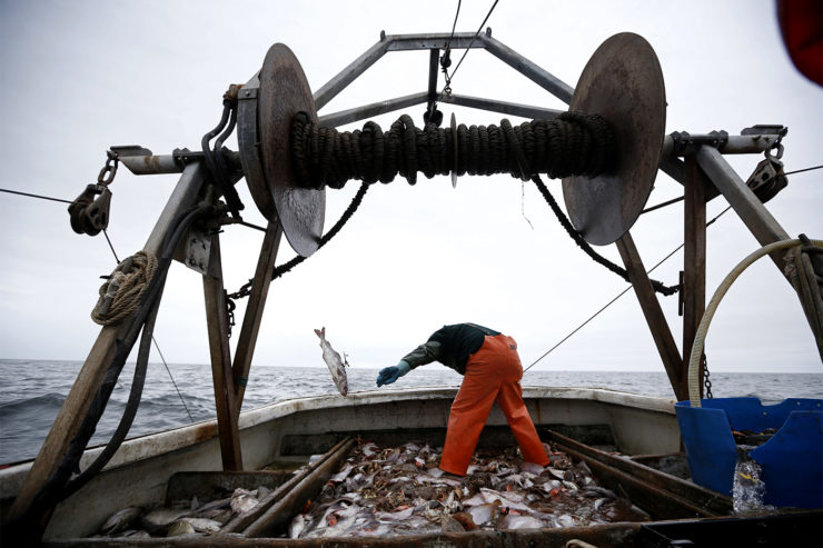 缅因湾鳕鱼渔业状况不佳。渔民的情况也好不到哪里去。
