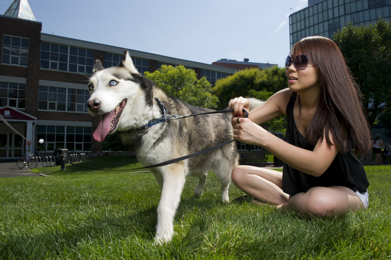 一个女学生校园坐落在一片草地上。她是一只哈士奇狗坐在一起在皮带上。